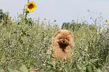 CHOW CHOW 067